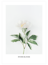 Pivoine Blanche - Art Print